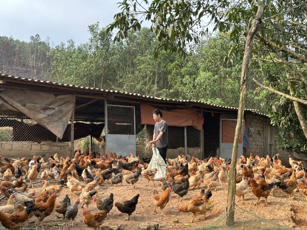 Mô hình chăn nuôi gà theo phương thức chăn thả tự nhiên kết hợp bổ sung thảo dược trong thức ăn của gia đình anh Bế Văn Lỵ, thôn Hồng Phong, xã Phong Dụ có đầu ra bền vững.