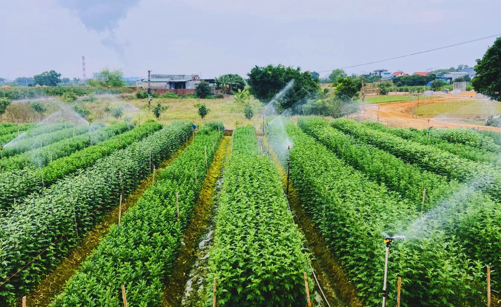 Nông dân trồng hoa thôn Quảng Mản, xã Bình Khê sử dụng hệ thống bơm tưới văng tự động.  Ảnh: Thanh Tùng