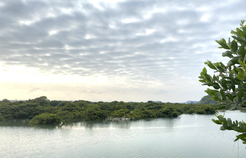 Rừng ngập mặn Đồng Rui tạo môi trường cho các loài sinh vật biển phát triển.