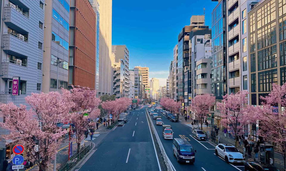 Ngắm anh đào khoe sắc ở Tokyo và Kyoto