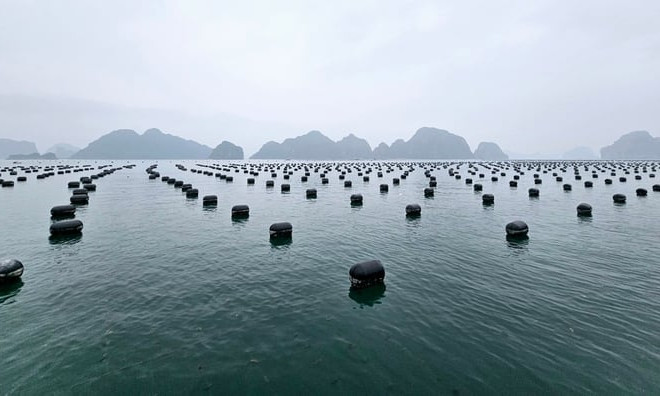 Nine advantages attracting investment into mariculture in Quang Ninh province