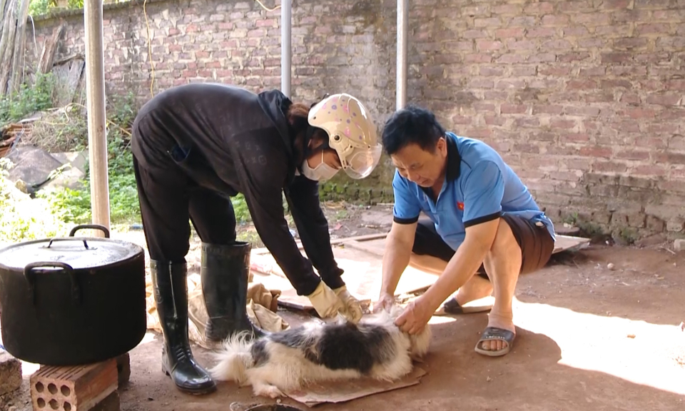 Hoàn thành kế hoạch tiêm vắc xin phòng dại cho chó, mèo