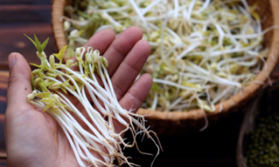 3 lưu ý để chọn giá đỗ không chứa chất cấm