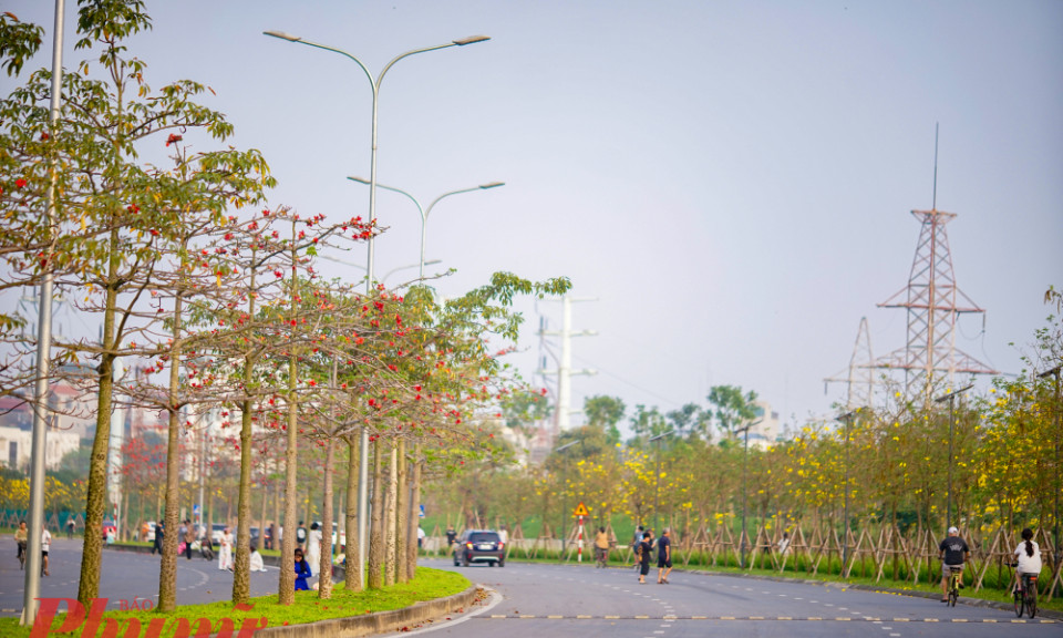 Ngắm đường hoa phong linh và hoa gạo tuyệt đẹp ở Hà Nội 