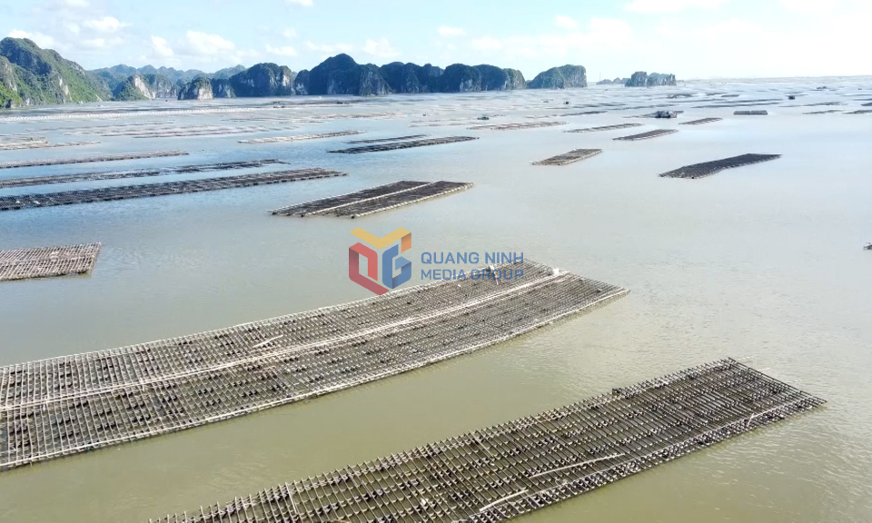 TX Quảng Yên: Khẩn trương giao khu vực biển theo quy định