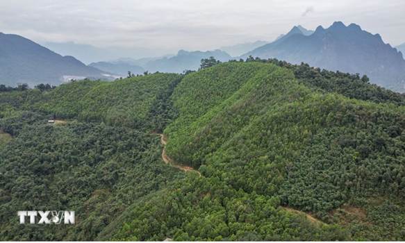 Revenue from carbon credits distributed to localities: official