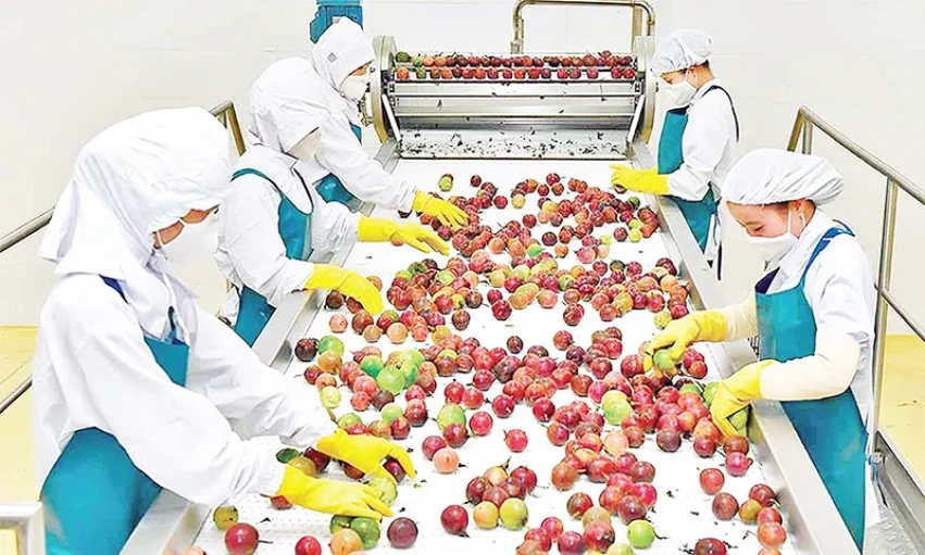 Đầu tư chế biến nông sản xuất khẩu