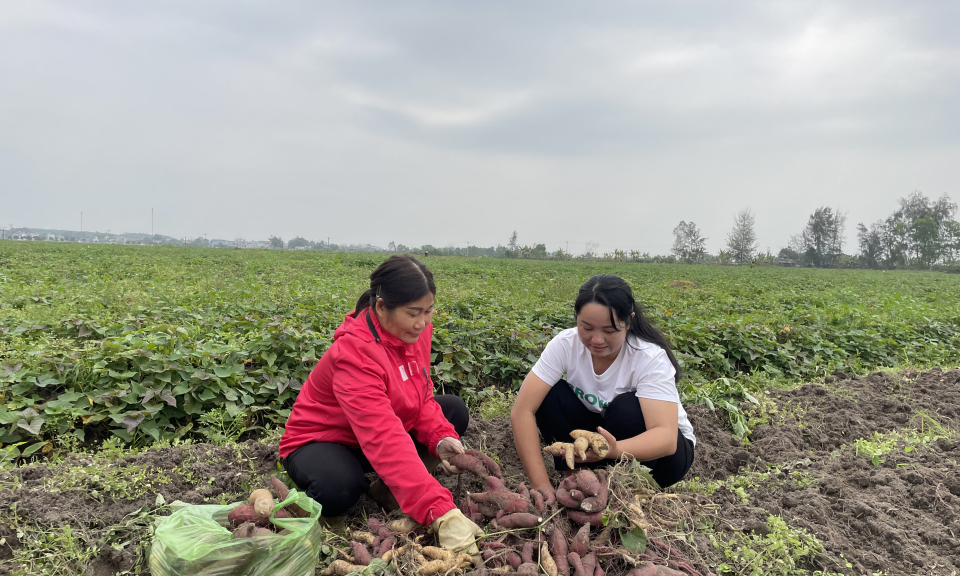 Phụ nữ Đầm Hà tích cực giúp nhau phát triển kinh tế