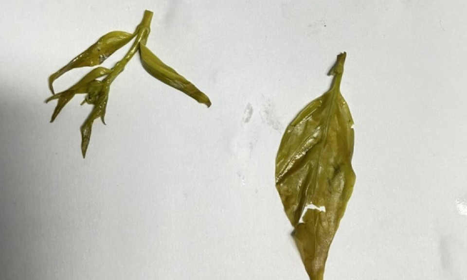Hai chị em hôn mê do ngộ độc lá ngón