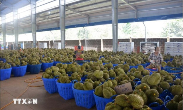Vietnamese durian accounts for nearly 32% of China’s imports