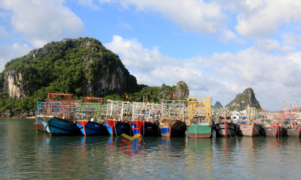 Quảng Ninh có 5 khu neo đậu tránh trú bão cho tàu cá đủ điều kiện hoạt động