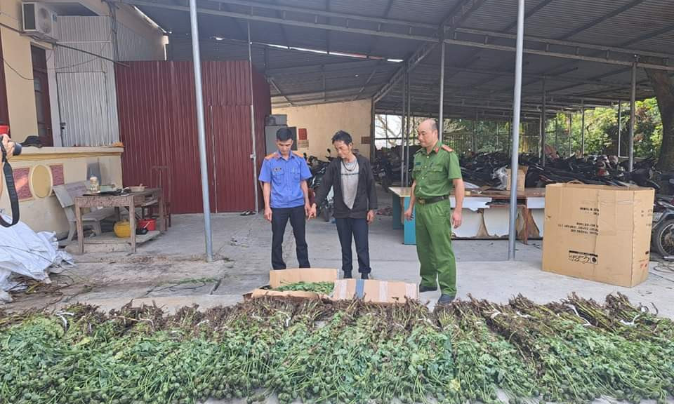 Tạm giữ hình sự đối tượng trồng hơn 1.300 cây thuốc phiện trên nương ngô