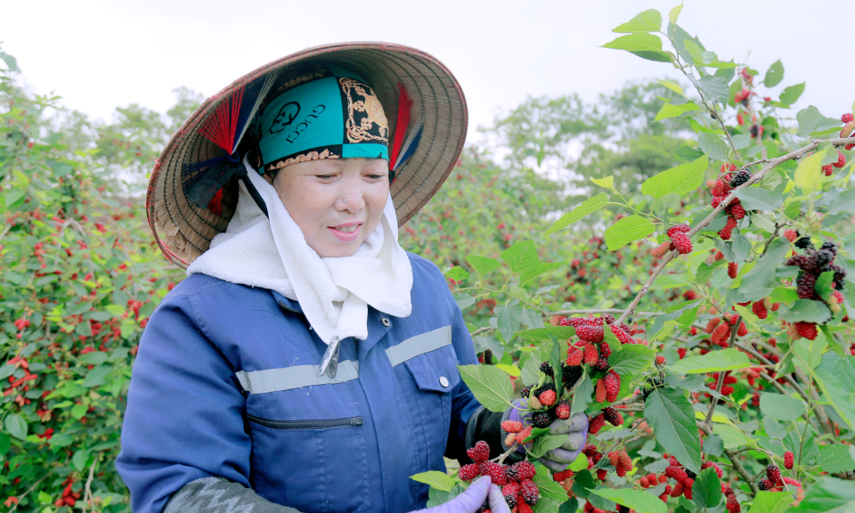 Nông dân Đông Triểu ổn định thu nhập từ mô hình trồng dâu tằm lấy quả 