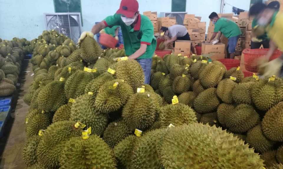 Sầu riêng hút hàng, giá tăng cao kỷ lục