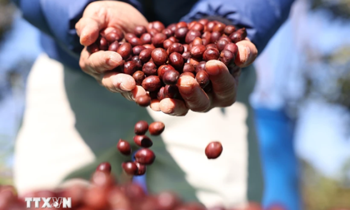 Vietnam – EU’s second biggest coffee supplier in 2023