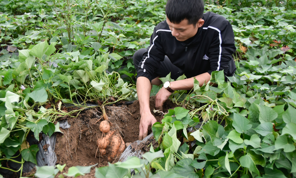 Khoai lang Đại Bình