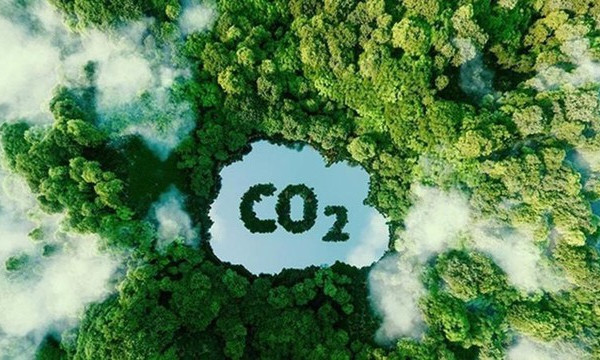 Việt Nam sắp bán trên 5 triệu tín chỉ carbon rừng