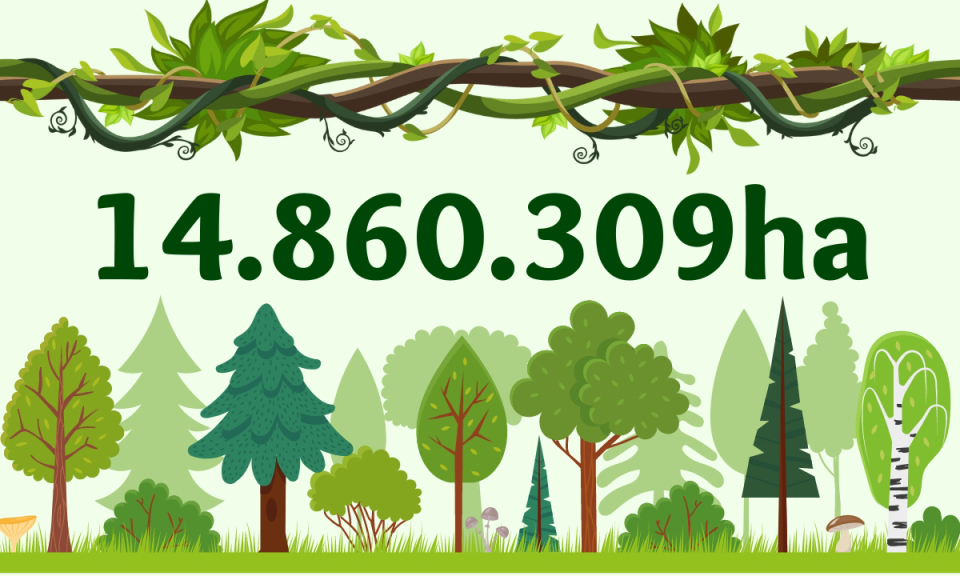 14.860.309ha - là diện tích rừng cả nước năm 2023