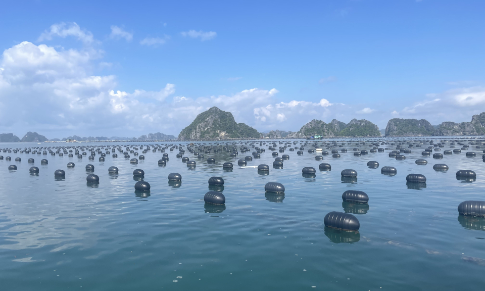 Vân Đồn: Lập lại trật tự nuôi trồng thủy sản trên biển