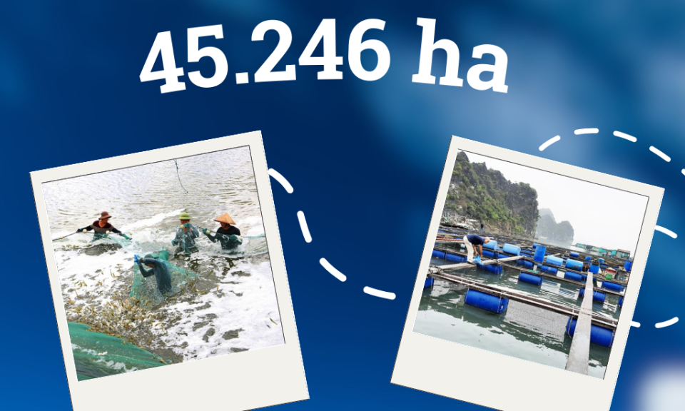 45.246 ha - là diện tích khu vực biển được tỉnh Quảng Ninh quy hoạch cho phát triển nuôi biển