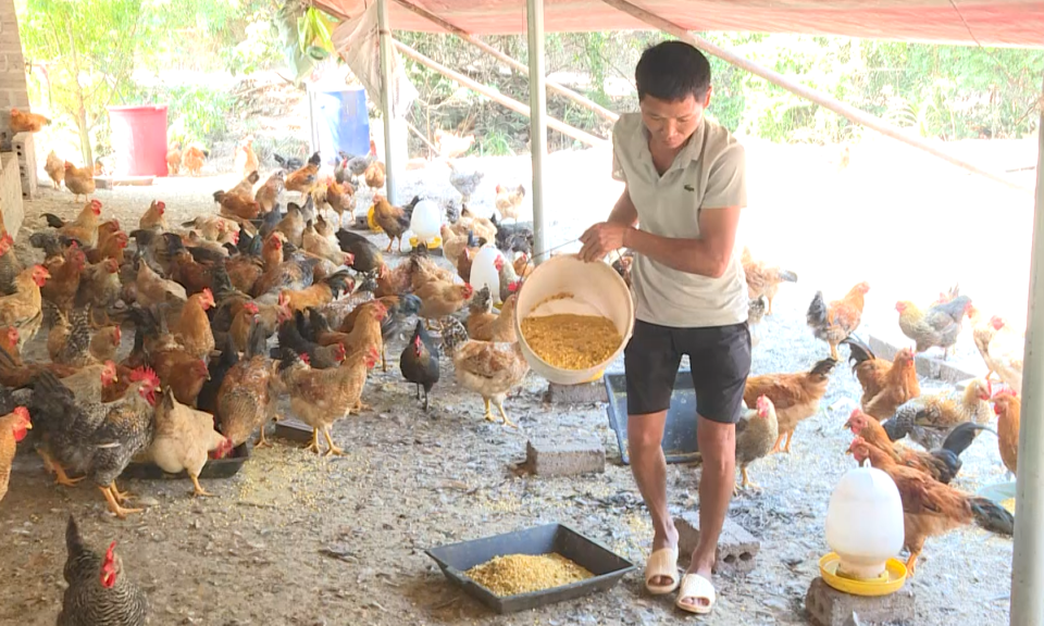 Huyện Tiên Yên: Tập trung tái cơ cấu ngành nông nghiệp