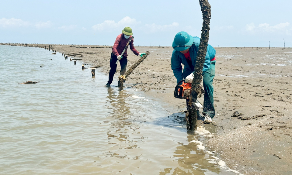 TP Móng Cái ra quân xử lý lấn chiếm bãi triều, nuôi trồng thủy sản trái phép đợt 3