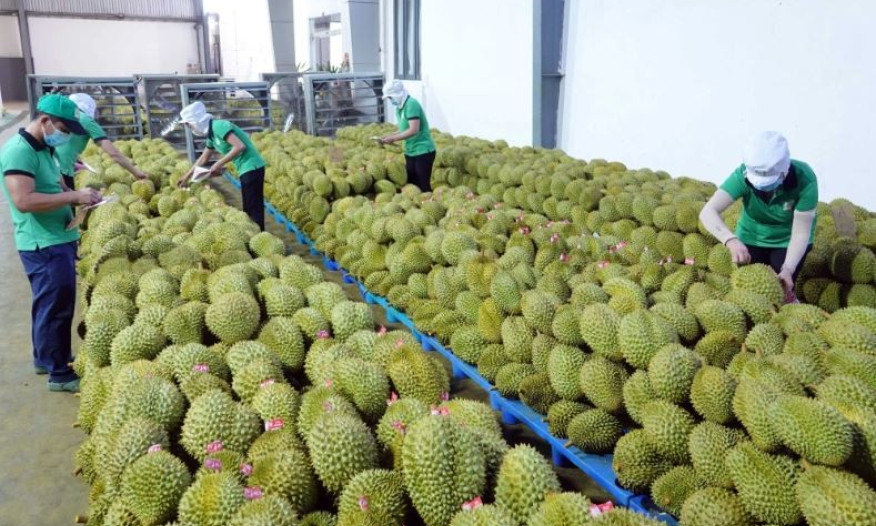 Xuất khẩu rau quả sang Hàn Quốc, Thái Lan tăng đột biến