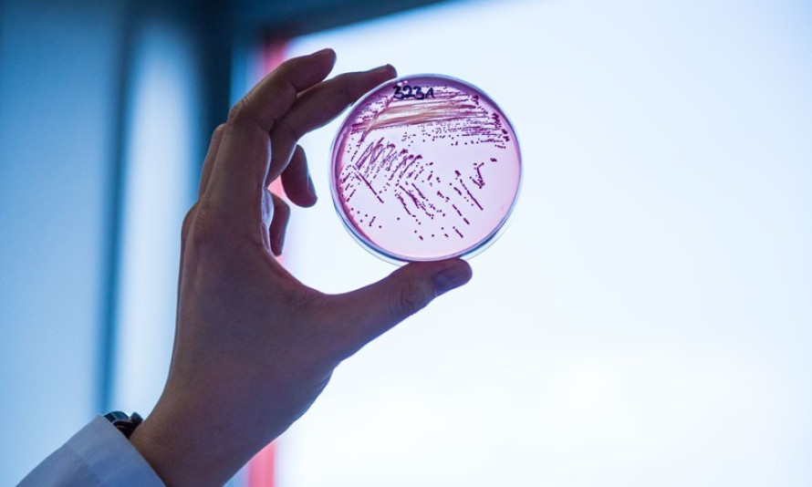 Giới khoa học phát hiện vi khuẩn 'ma cà rồng' khát máu người
