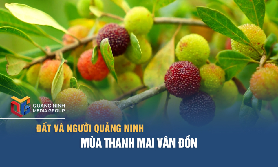 Mùa thanh mai Vân Đồn