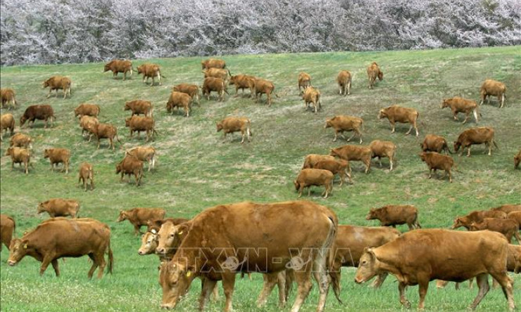 WHO cảnh báo nguy cơ lây nhiễm virus cúm gia cầm ở các đàn bò trên thế giới