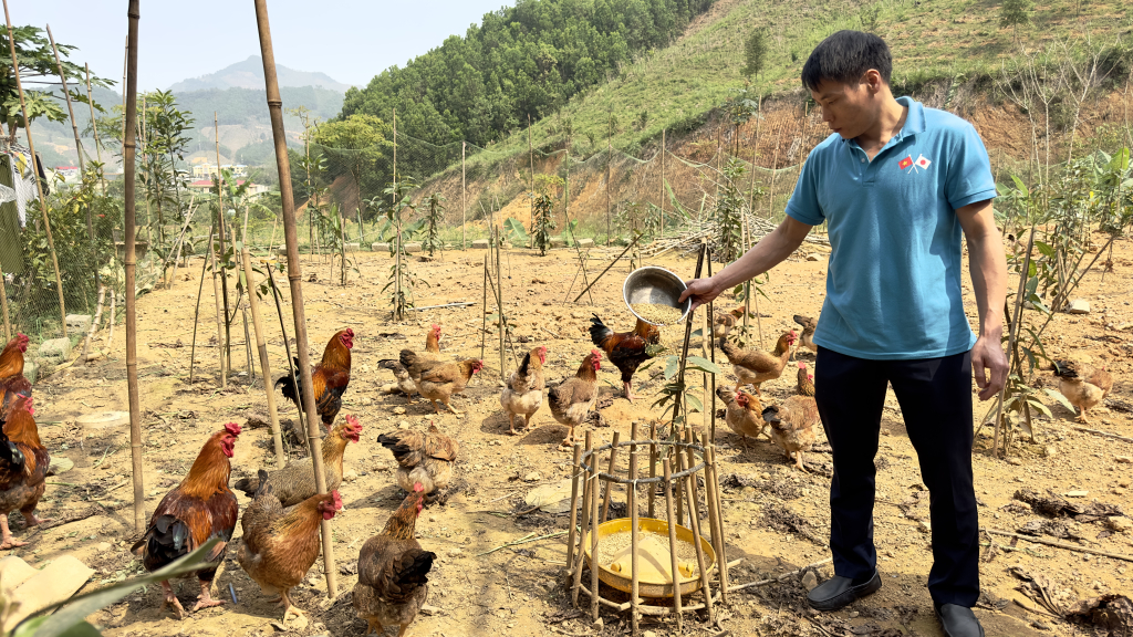 Mô hình nuôi gà dược liệu đang được huyện Ba Chẽ thử nghiệm và bước đầu cho hiệu quả kinh tế cao.
