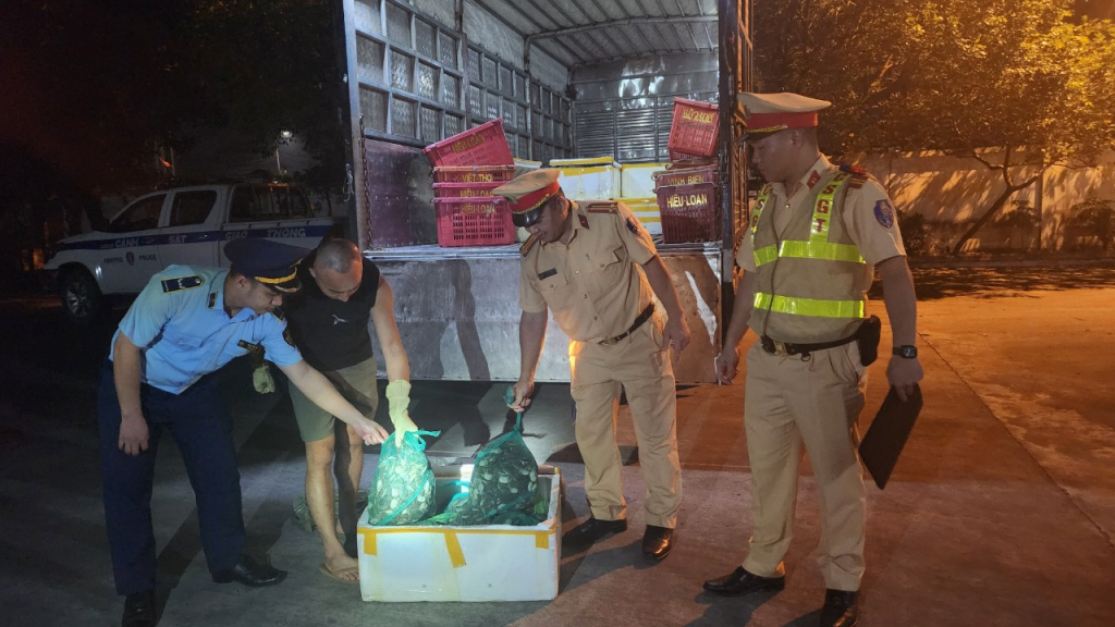 Đội Quản lý thị trường số 7 phối hợp với Đội cảnh sát giao thông số 1, Công an tỉnh phát hiện 950kg cua Cà ra không rõ nguồn gốc.