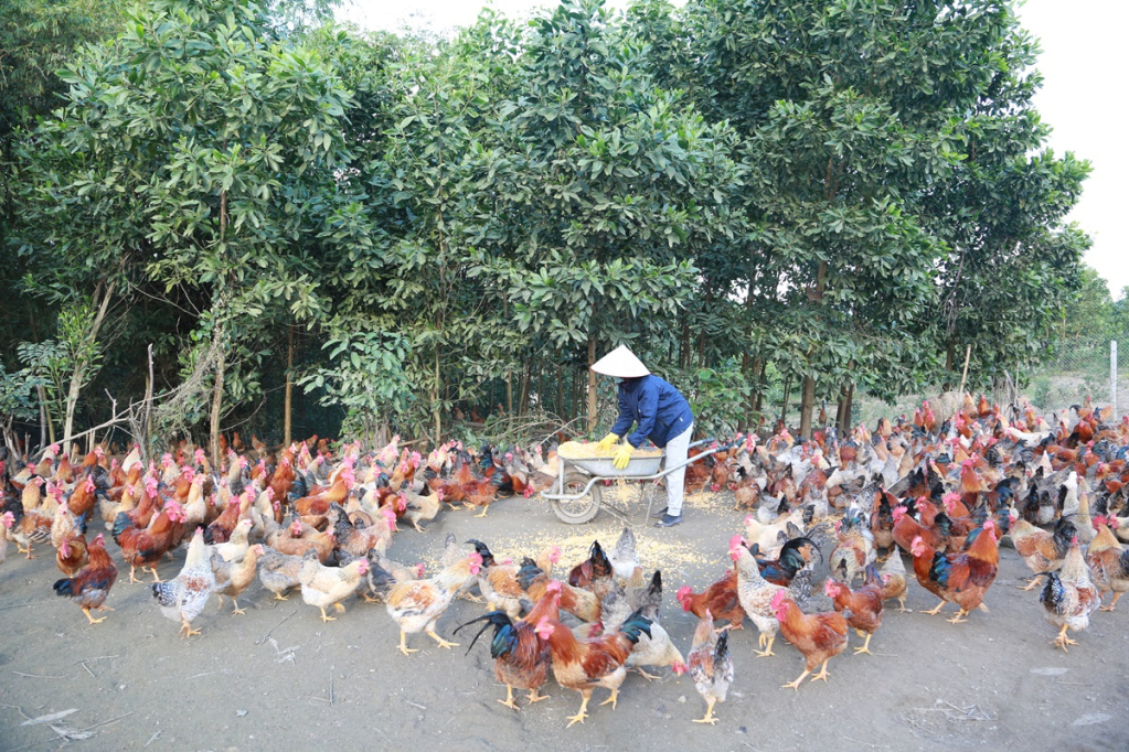 Mô hình gà Tiên Yên hiện là sản phẩm nông nghiệp chủ lực của địa phương mang lại hiệu quả kinh tế cao.
