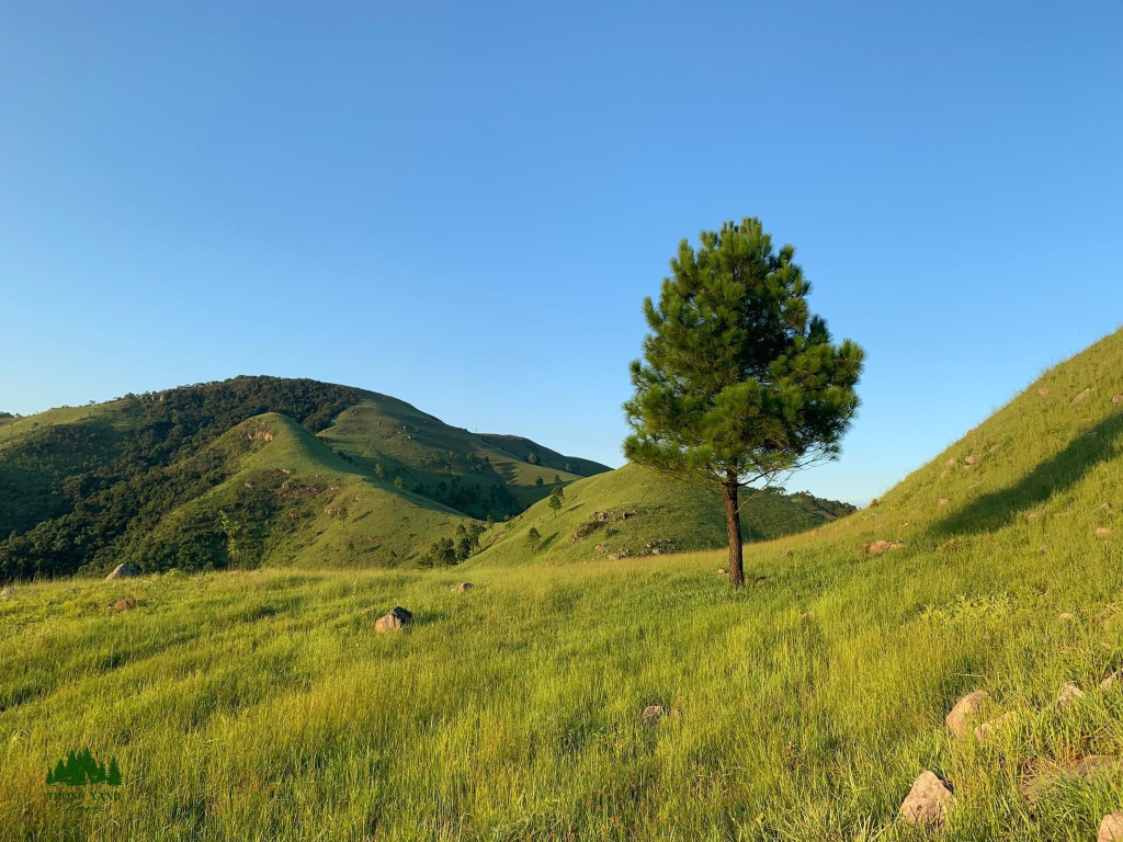 Những cây thông cô đơn trên đồng cỏ rộng lớn tạo nên nét đẹp đặc biệt của núi Phượng Hoàng. Ảnh Hoàng Hải