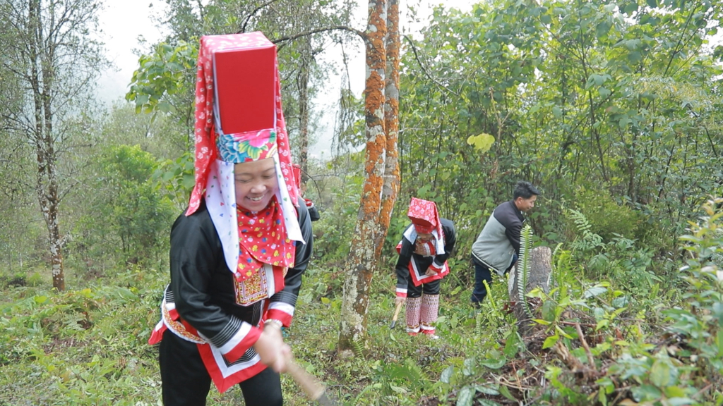 Người dân xã Đồng Văn (huyện Bình Liêu) chăm sóc rừng hồi. 