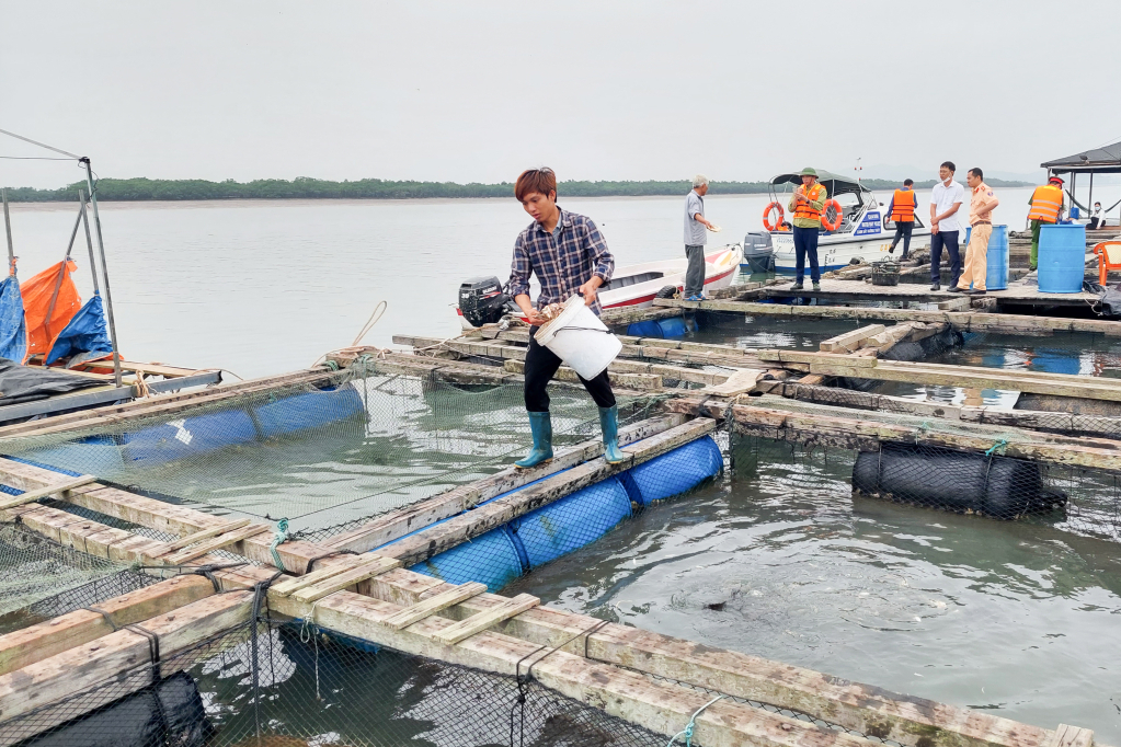Nuôi cá biển tại khu vực vụng Thoi Dây, thôn Phúc Tiến, xã Tân Lập, huyện Đầm Hà