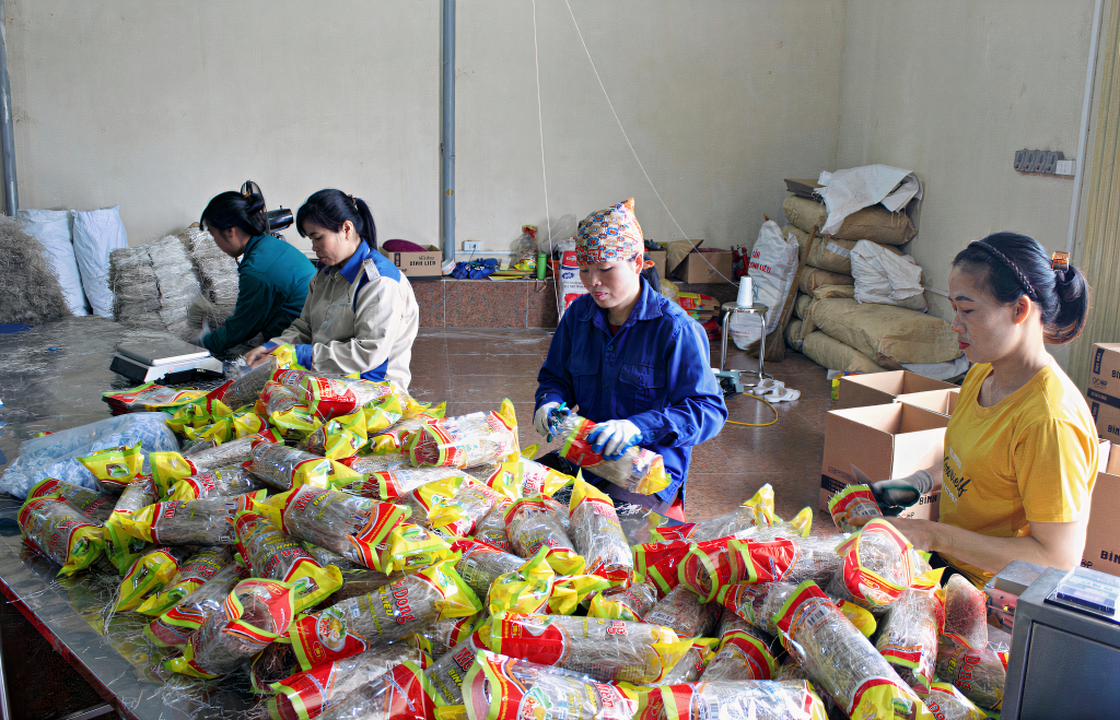 Người dân trên địa bàn huyện Bình Liêu thoát nghèo nhờ vào việc phát triển sản phẩm miến dong.