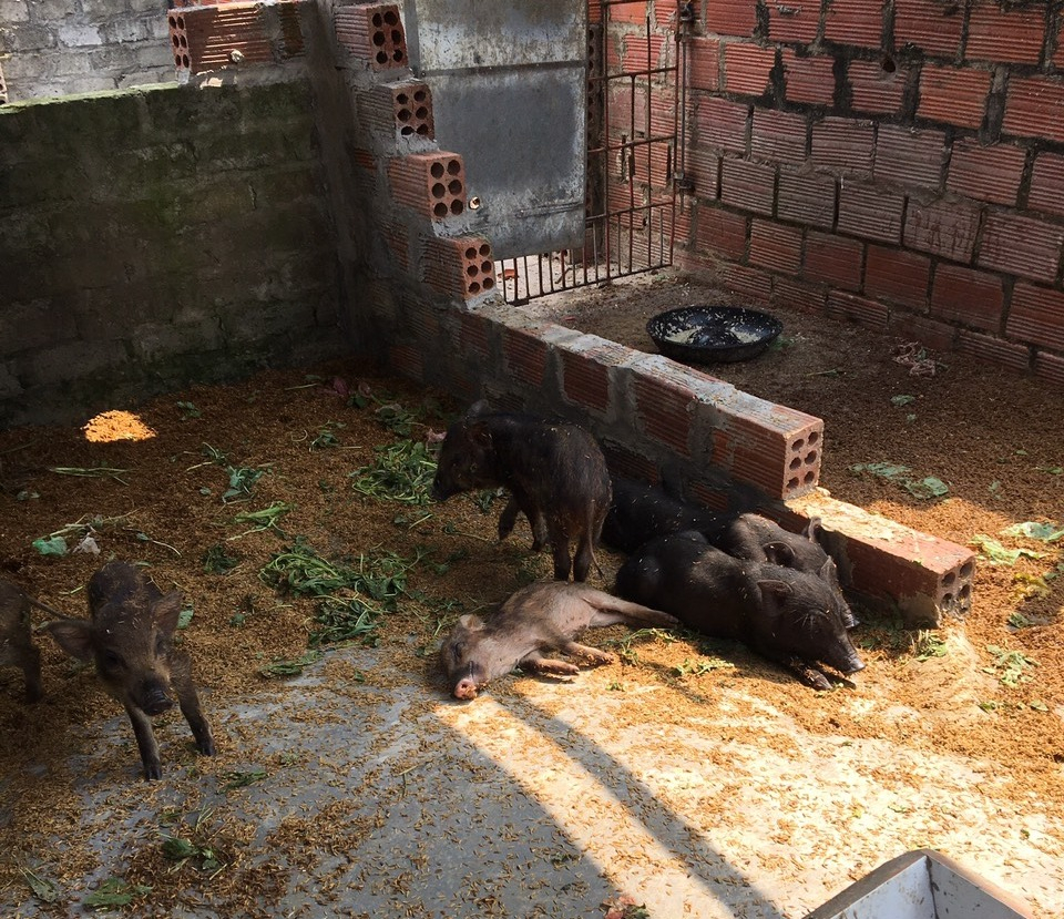 Xuất hiện ổ dịch tả lợn châu Phi tại xã Tiền Phong, TX Quảng Yên.