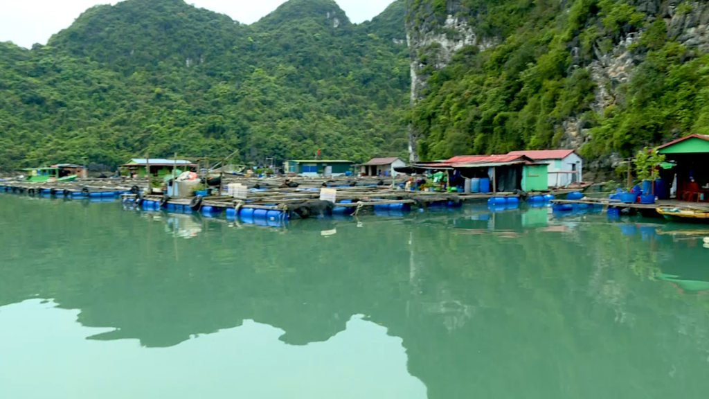Các hộ dân đã tích cực chuyển đổi vật liệu nổi HDPE trong nuôi trồng thủy sản tại Vân Đồn.