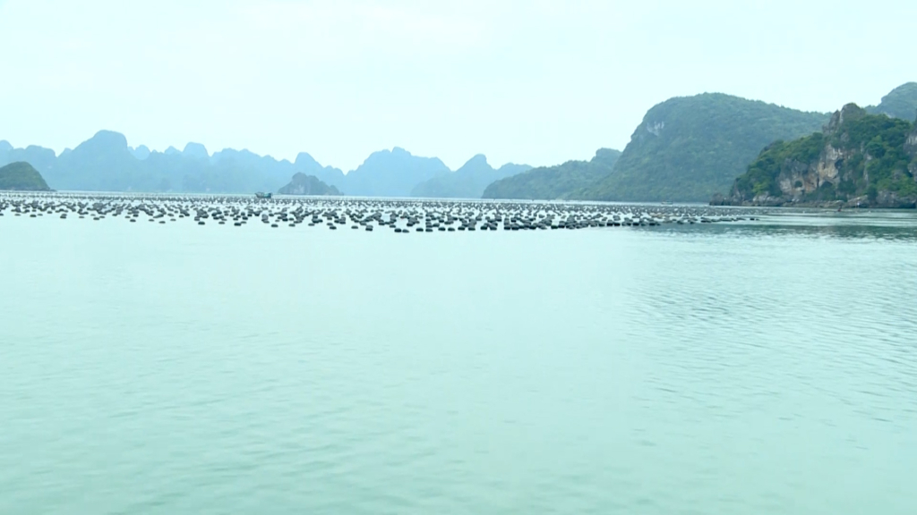 Huyện Vân Đồn đã phê duyệt Đề án Phát triển nuôi trồng thuỷ sản trên biển đến năm 2030, tầm nhìn đến năm 2045 với 91 khu vực.