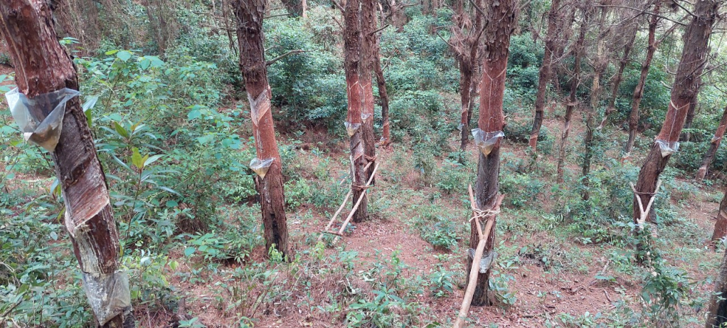 Diện tích rừng thông tại xã Vĩnh Thực