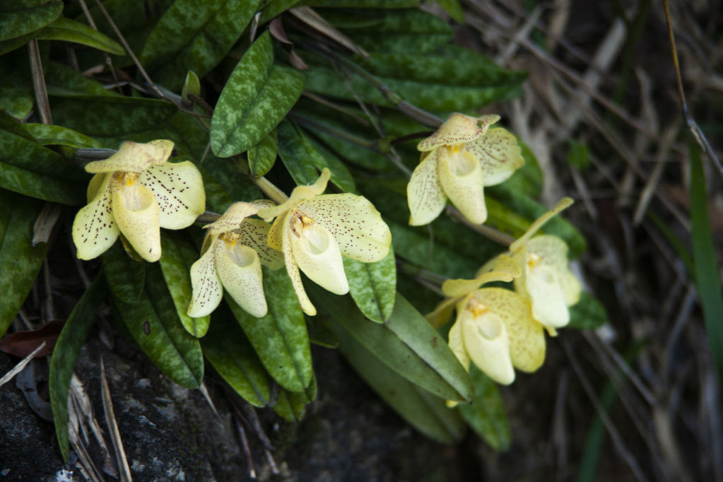 Khổ cử đài tím (ảnh trên) và lan hài đốm (ảnh dưới) là những loài thực vật có hoa đẹp trên Vịnh Hạ Long. Ảnh: Phạm Lê Minh (CTV)