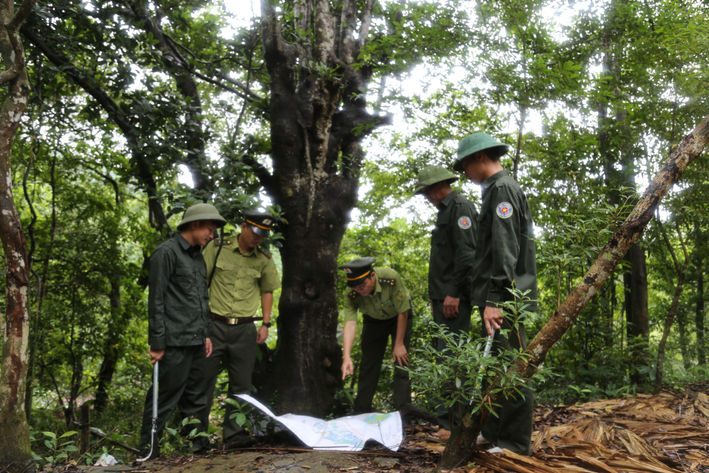 Cán bộ Hạt Kiểm lâm Móng Cái phối hợp với nhân viên Trạm bảo vệ rừng phòng hộ Bắc Sơn kiểm tra hiện trạng rừng khu vực tiểu khu 344