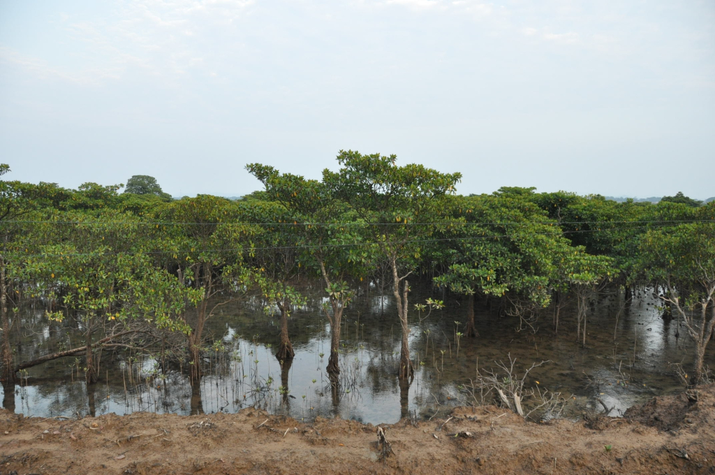 Rừng ngập mặn ở Đồng Rui (Tiên Yên) đang được bảo tồn tốt, mang lại nhiều sinh kế cho người dân.