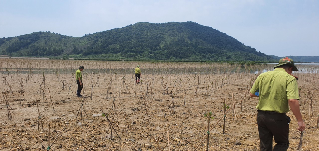 Cán bộ Hạt Kiểm lâm Móng Cái kiểm tra hiện trạng trồng rừng ngập mặn tại xã Vĩnh Trung (Móng Cái)