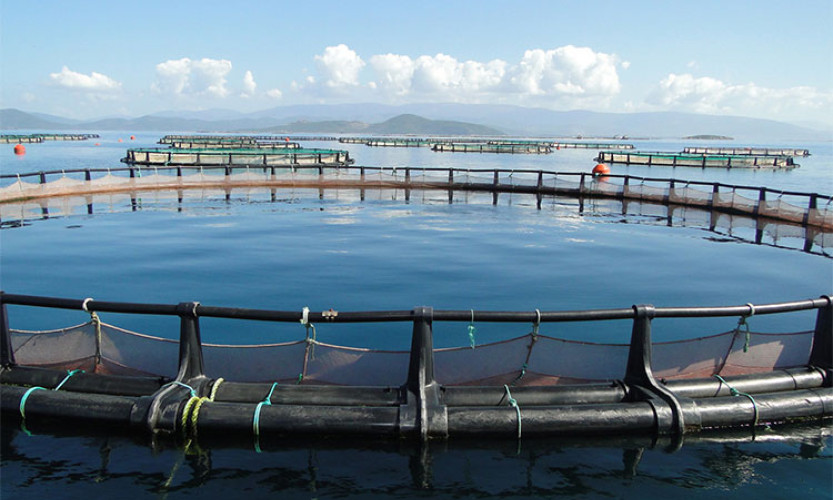 Quảng Ninh attracts investors to marine aquaculture