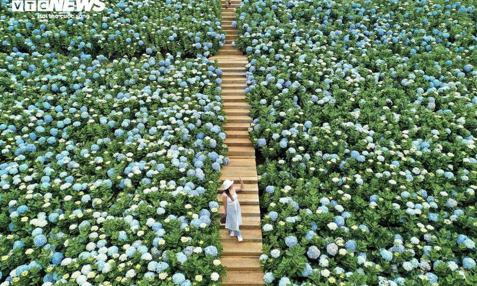 Mê mẩn cánh đồng hoa cẩm tú cầu rộng 3.000 m2 ở Đà Lạt đẹp như cổ tích