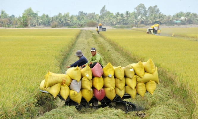 Rice export likely to reach over 8 million tons in 2024