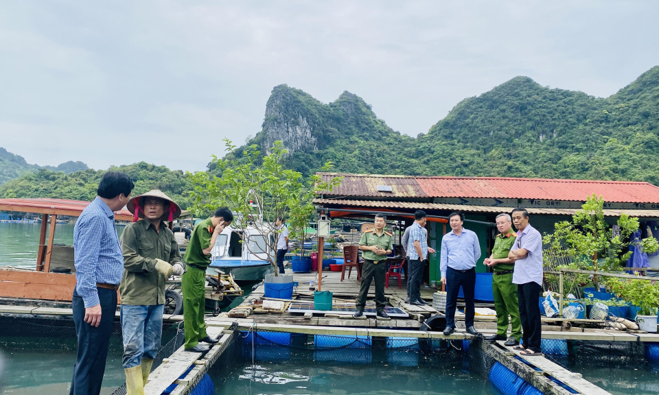 Huyện Vân Đồn không có phát sinh mới về nuôi thủy sản trái phép