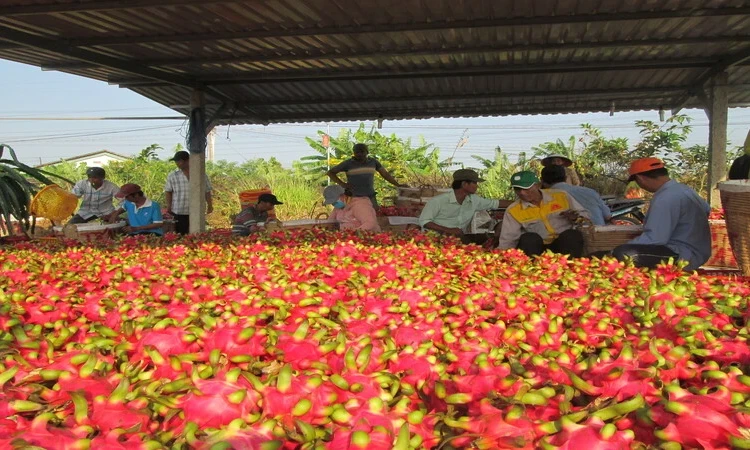 Rau quả Việt Nam chiếm thị phần thấp tại nhiều quốc gia